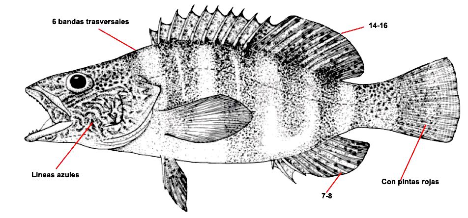 Serranus scriba_01.jpg